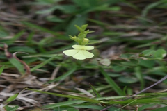 Striga asiatica